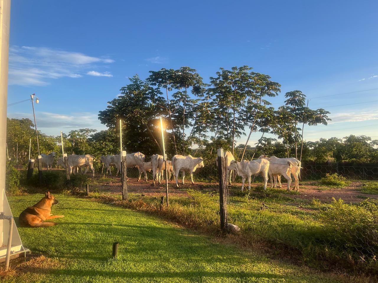 Fazenda de 319Ha em Nossa Senhora do Livramento - MT