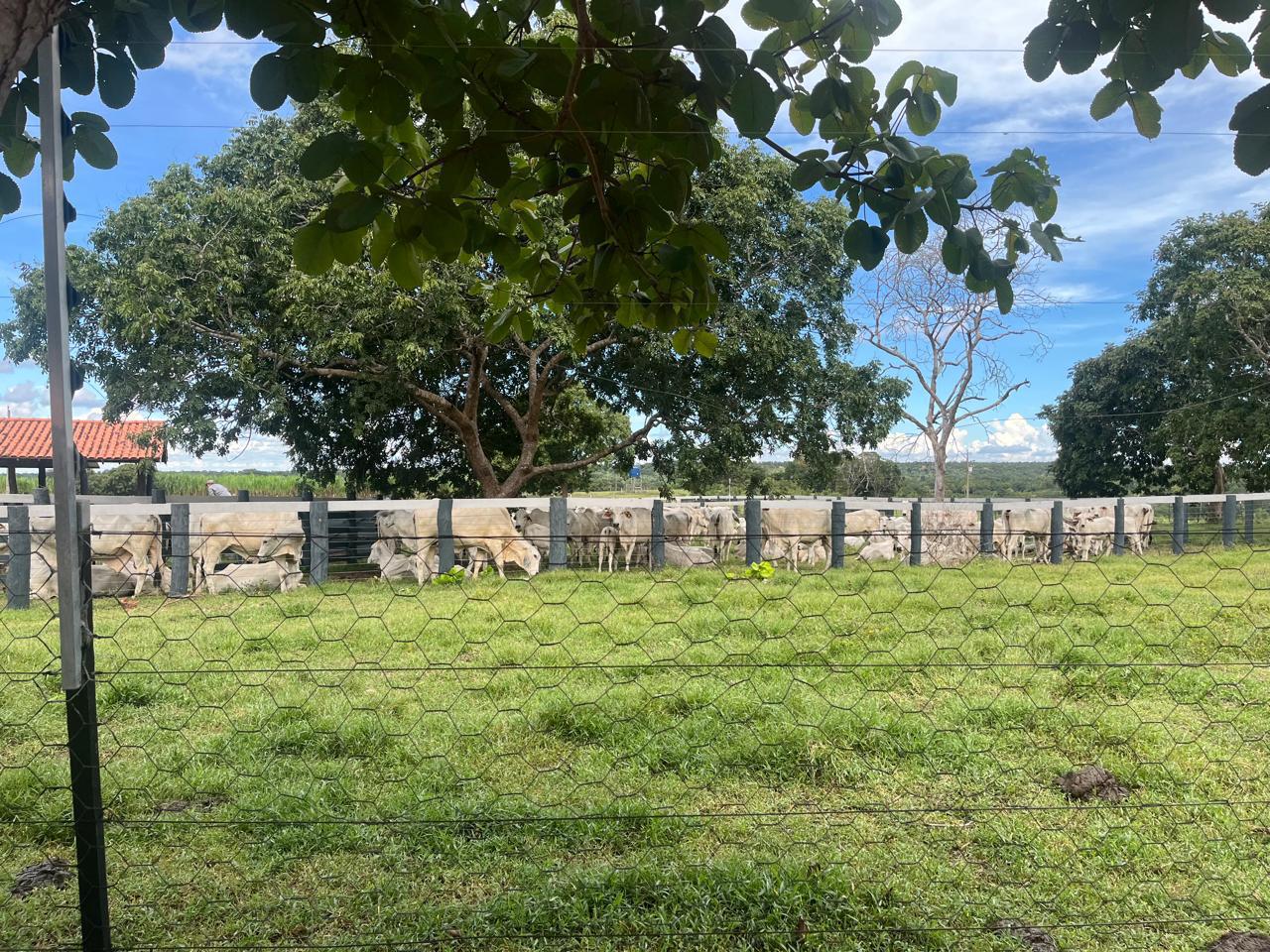 Fazenda de 319Ha em Nossa Senhora do Livramento - MT